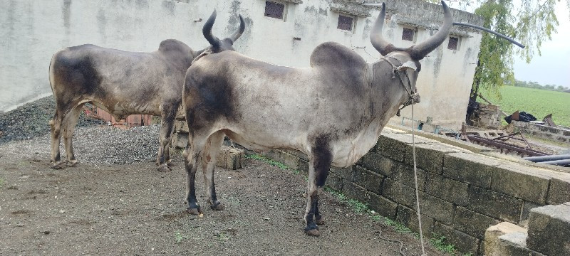 ગોઢલા વેચવાના છ...