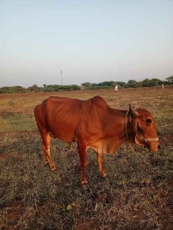 ગાય વેચવાની છે