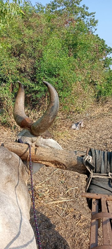 ગોઢલા વેચવા ના...