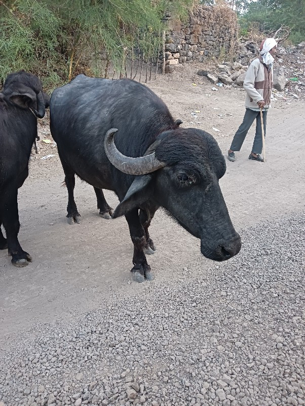 ભેંશ વેચવાનીછે