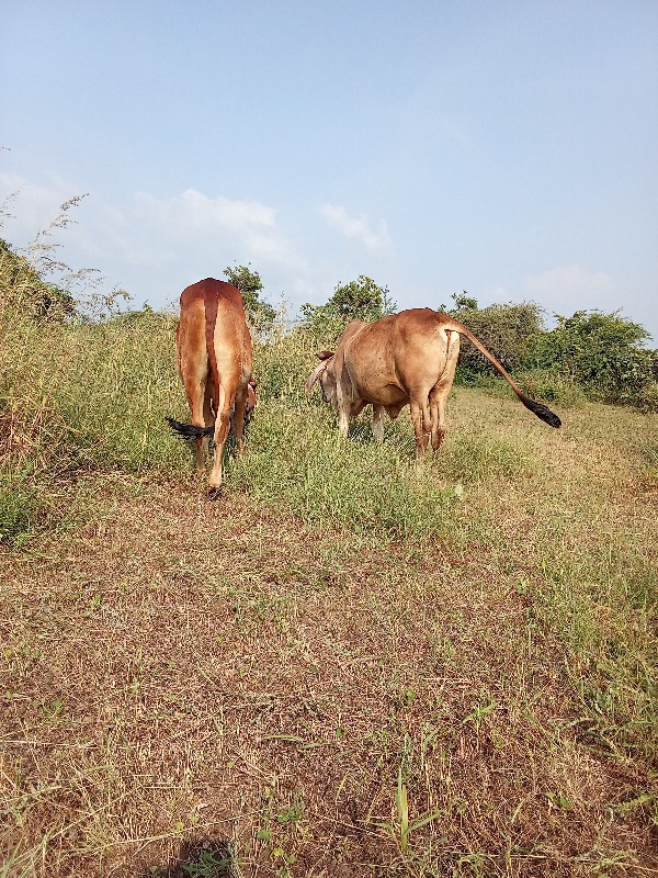 બળદ વેચવાના છે