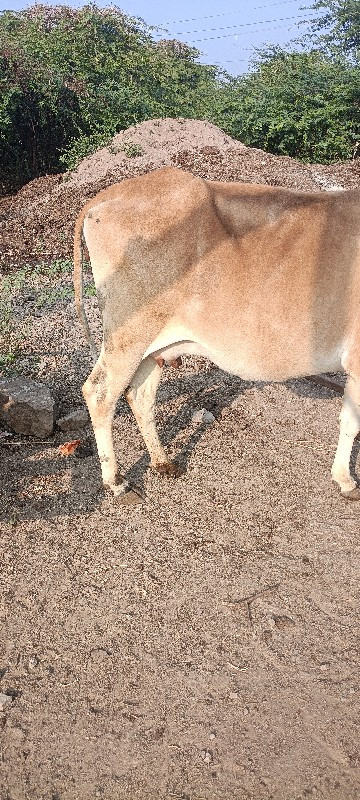 ગાય વેચવાની છે