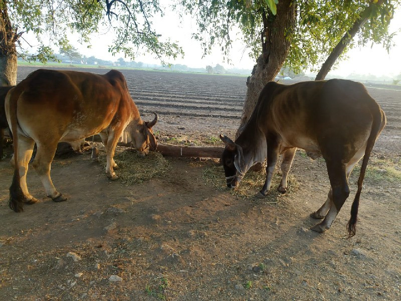 બળદ વેશવાના છે