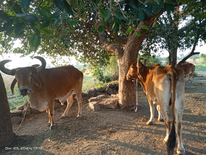 બળદ