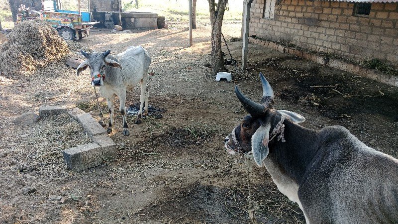 ગોઢલા વેચવાના છ...