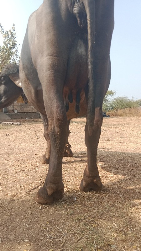 આ ભેંસ વેચવાની...