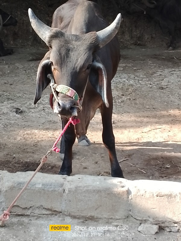 ગૉધલા વૅસવાનાછૅ