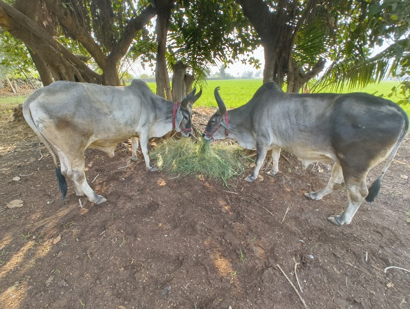 ગોઢલા