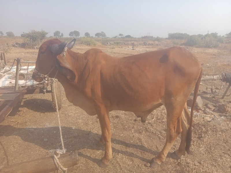 प्रोग्राम हसनपु...