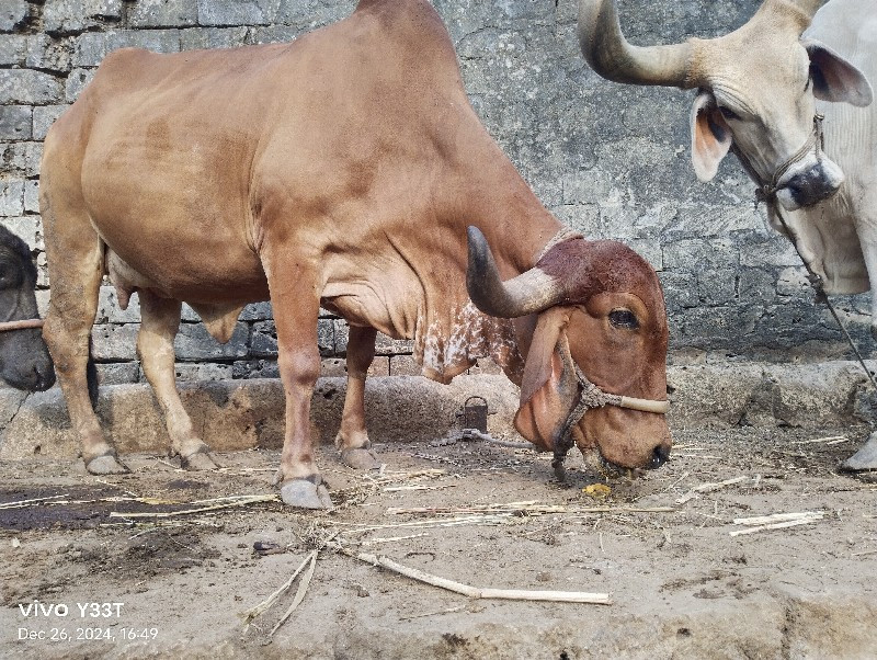 ગીર ગાય વેચવાની...