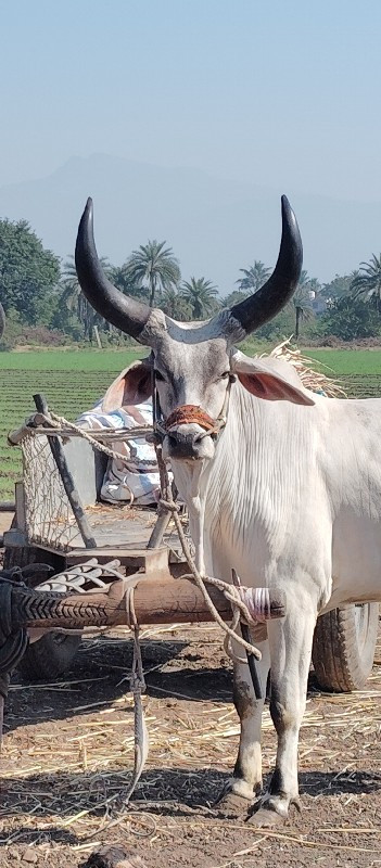 આ એક બળદ વેચવા...