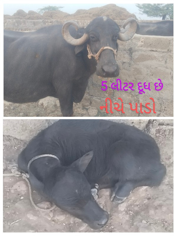 3 ભેંસ વેચવાની...