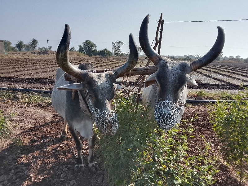 બળદ વેચવાનાછે