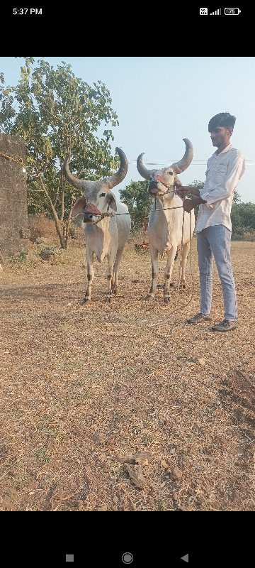 ગોઢલા વેચવાના છ...