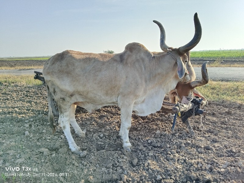 સોજા સાવ