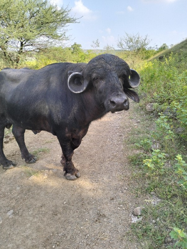 આ પાડો વિશ્વનો