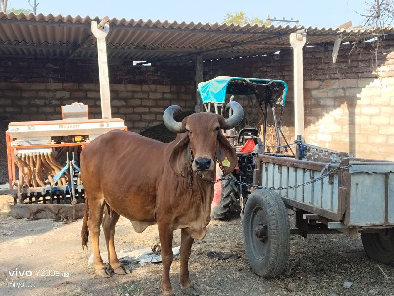 ગાય‌ વેચવાની છે