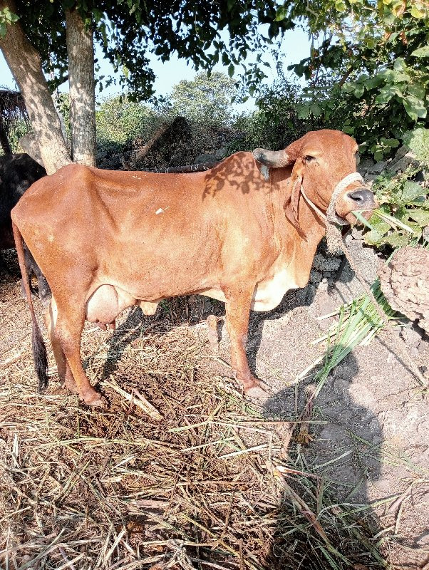 ગાય