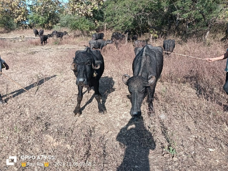 બે ભેંસો વેચવાન...