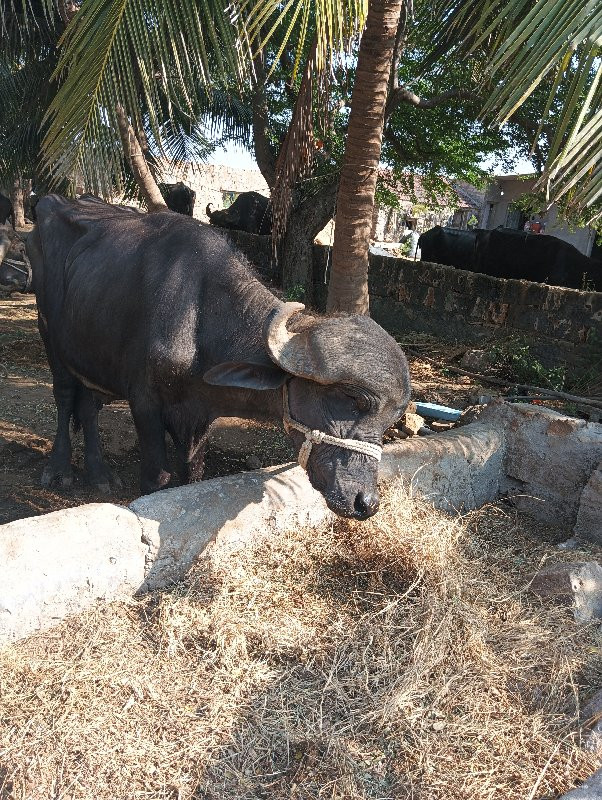 પાડો વેચવાનો છે