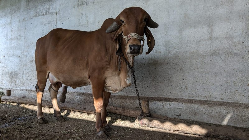 ગાય વેચવા ની છે