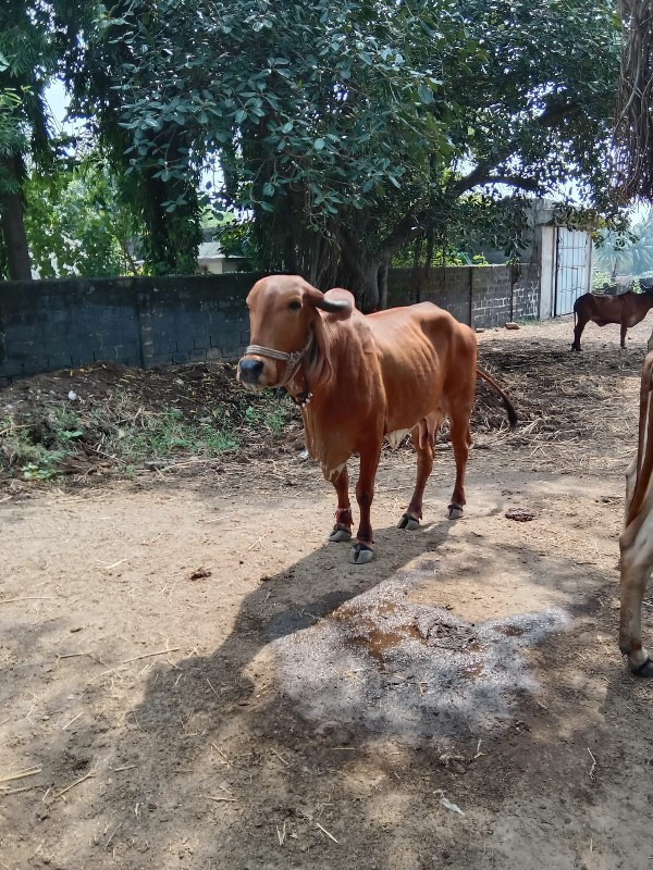 ગાય વેચવાની છે...