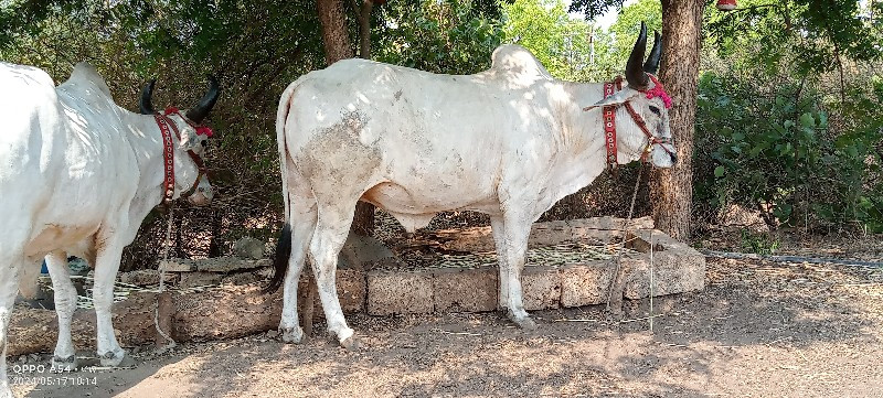 એક એક વાવણીના ગ...