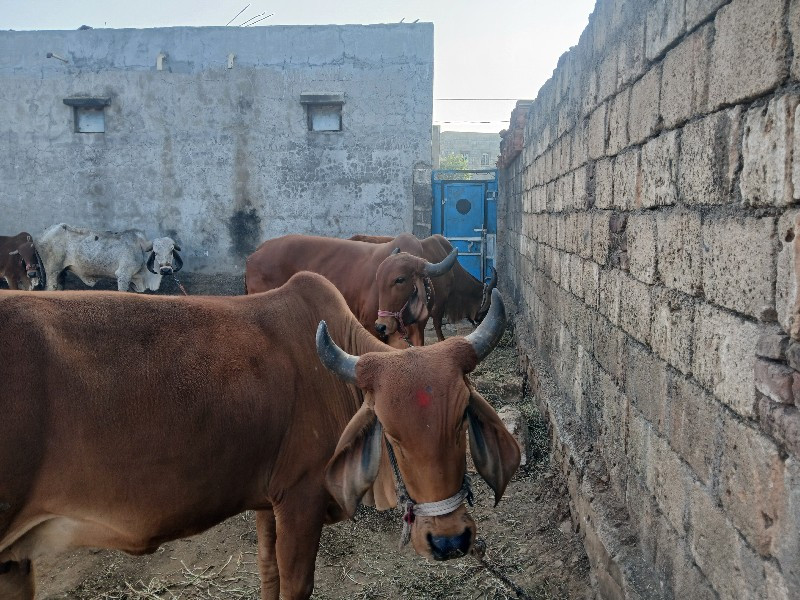 બે વેયારેલી છે