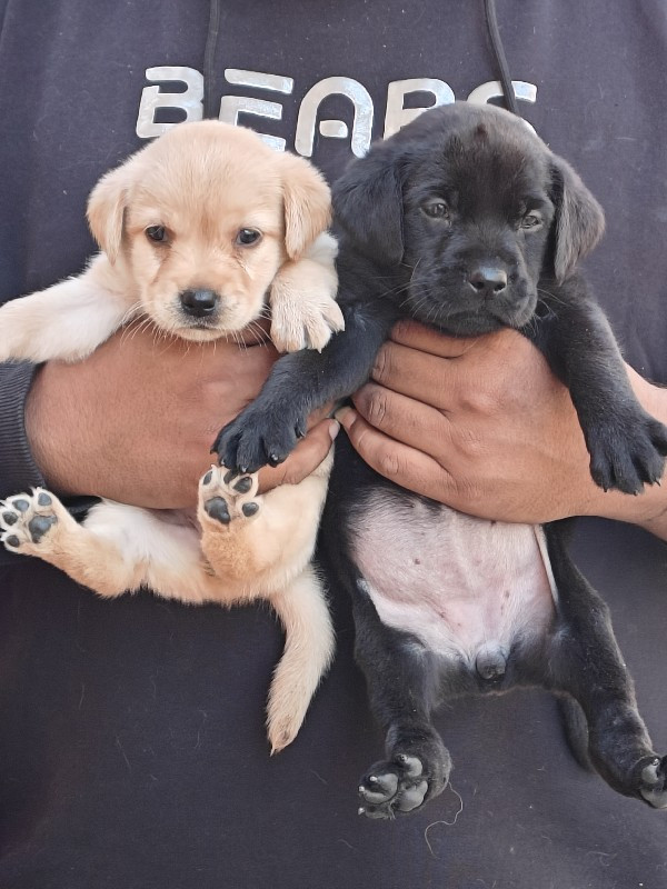 Labrador pup