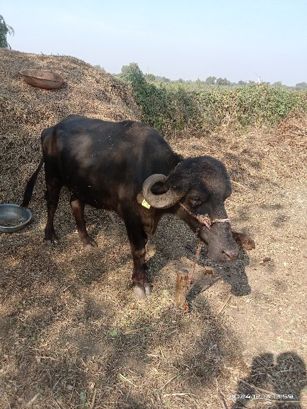 ખડાયુ વેચવાનું