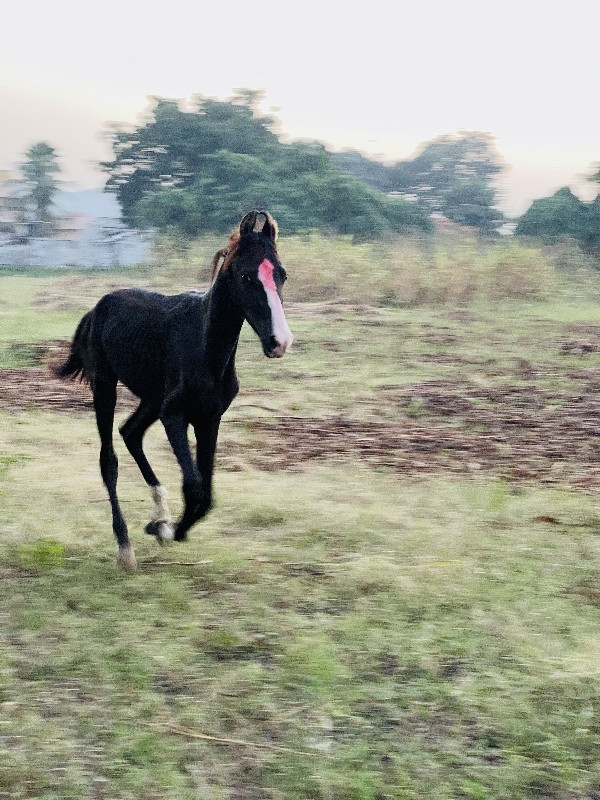 ધોડી ને વશેરો...