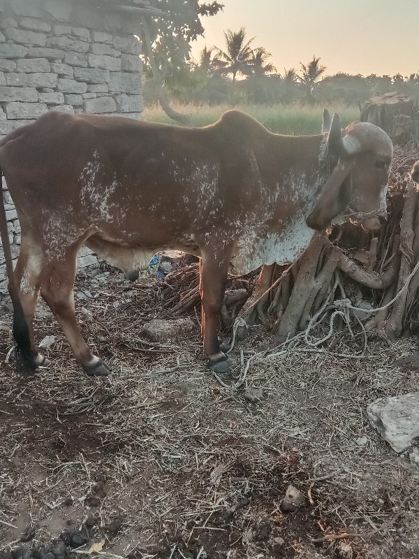 ગોઢલા વેચવાના છ...