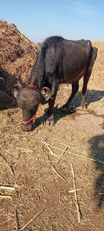 ભેંશ વેચવાની છે