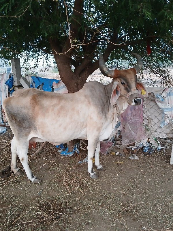 गाय