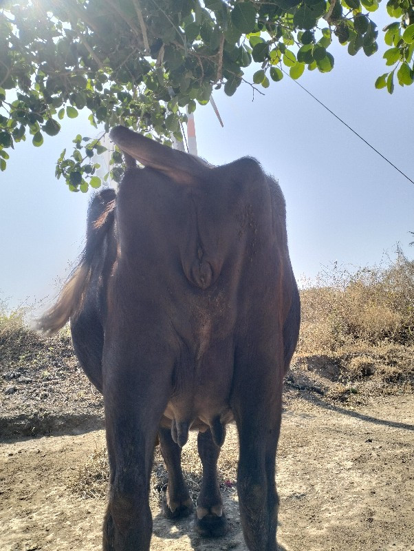 ખીમા ભાઈ ગોરીયા