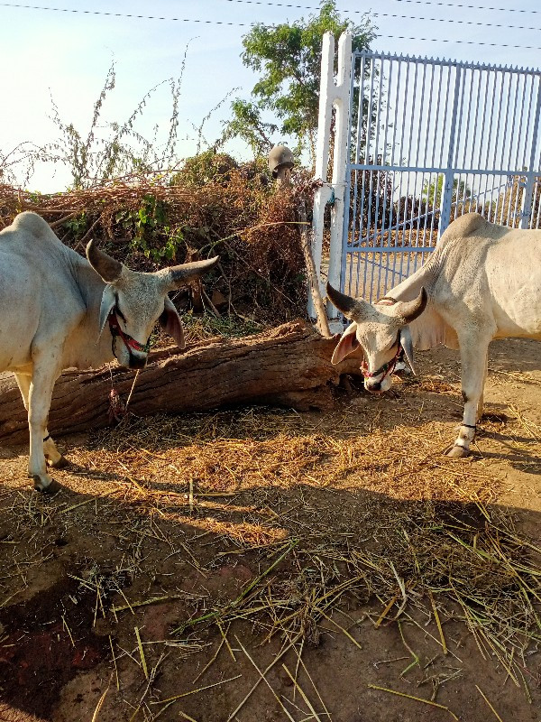 ગોઢલા