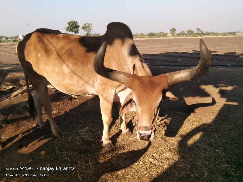 બળદ વેચવાનો છે