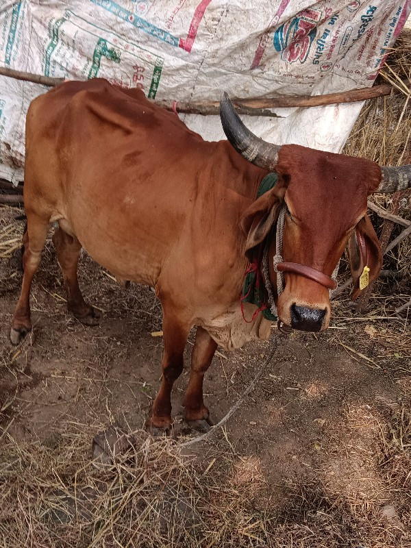 ગાય વેચવાની છે