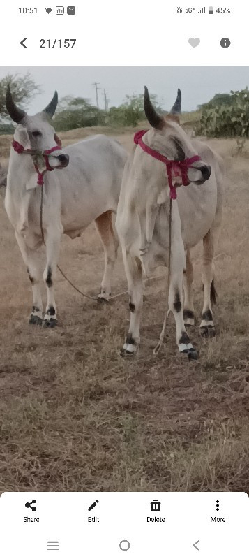 આ ગોઢલા વેચાવ છ...