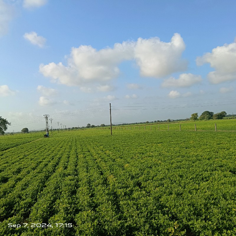 વાડી વેચવા ની છ...