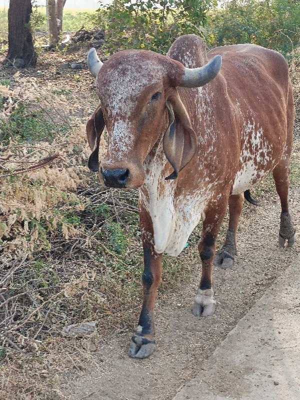 gay Bhains Pani...