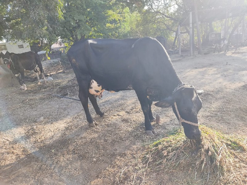 જરશી ગાય વેચવાન...