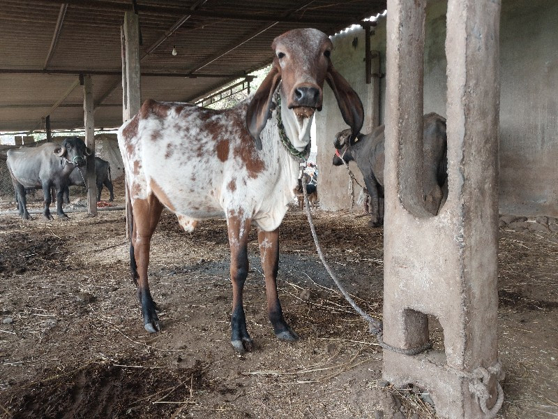 વેચવાની