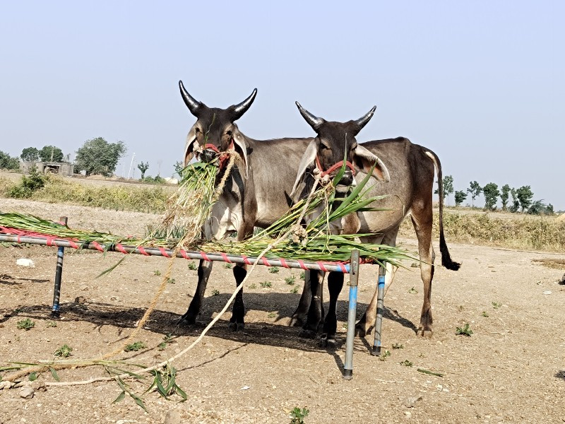 ગોધલા