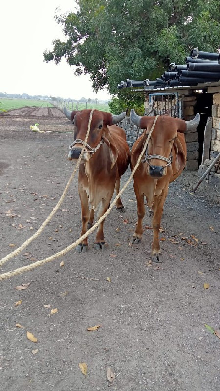 ગોઢલા વેચવાના છ...