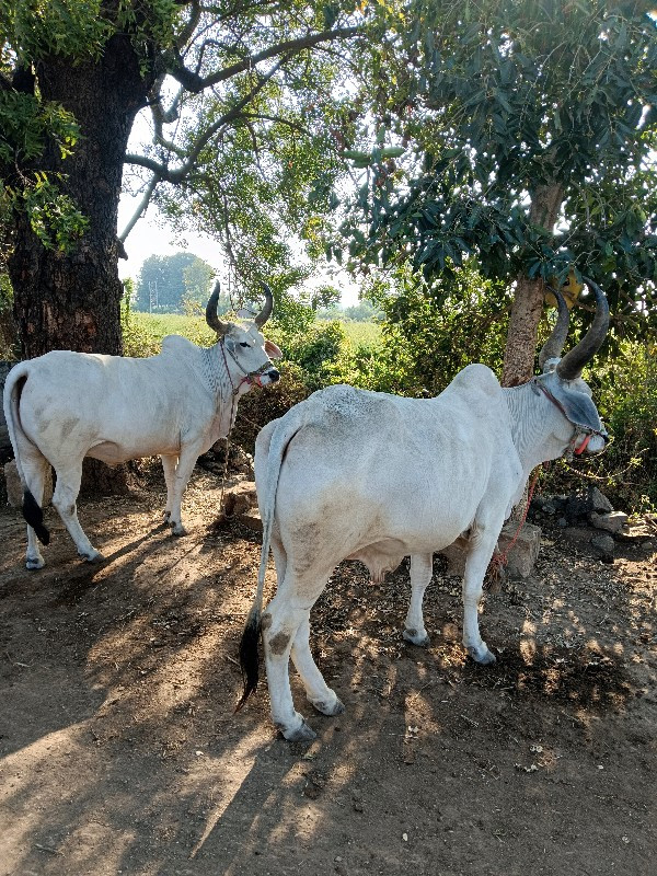 બળદ વેચવાના છે