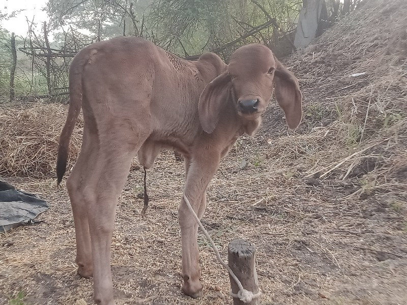 ગીર.પેલુવેતર.દો...