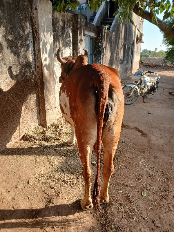 ગાય વેચવાની છે