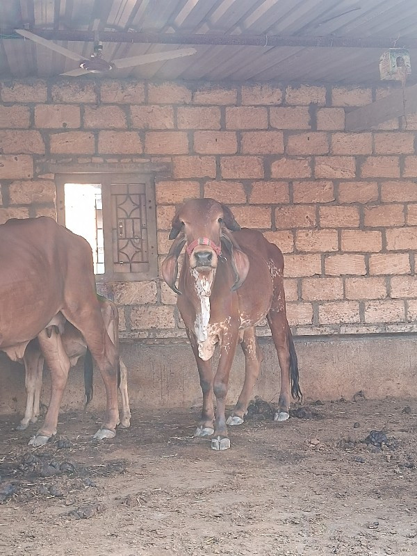 3મા દીકરી આપવાન...