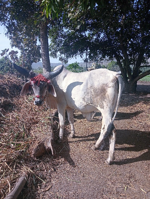 ગોઢલા વેચવાના છ...